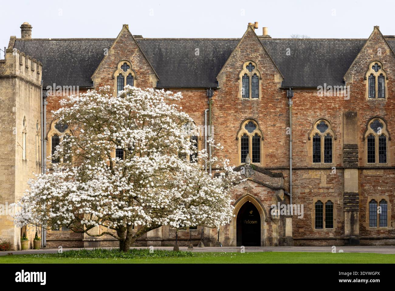 The Bishops Palace at Wells Cathedral, Somerset, England, with a Magnolia stellata in full bloom, spring Stock Photo