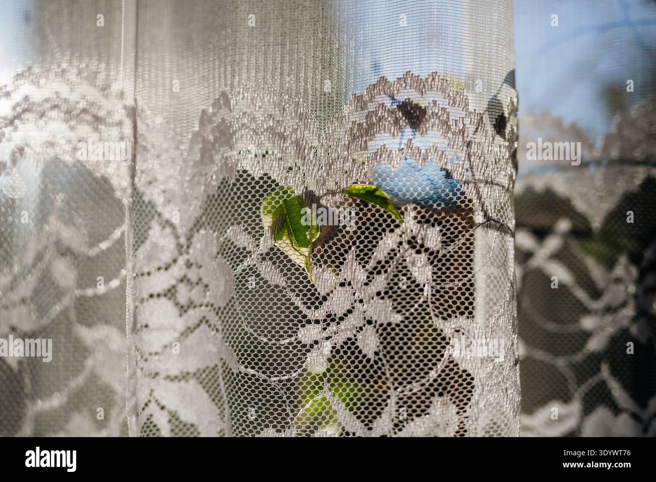 Sunlight shining through retro lace curtain on window. Stock Photo