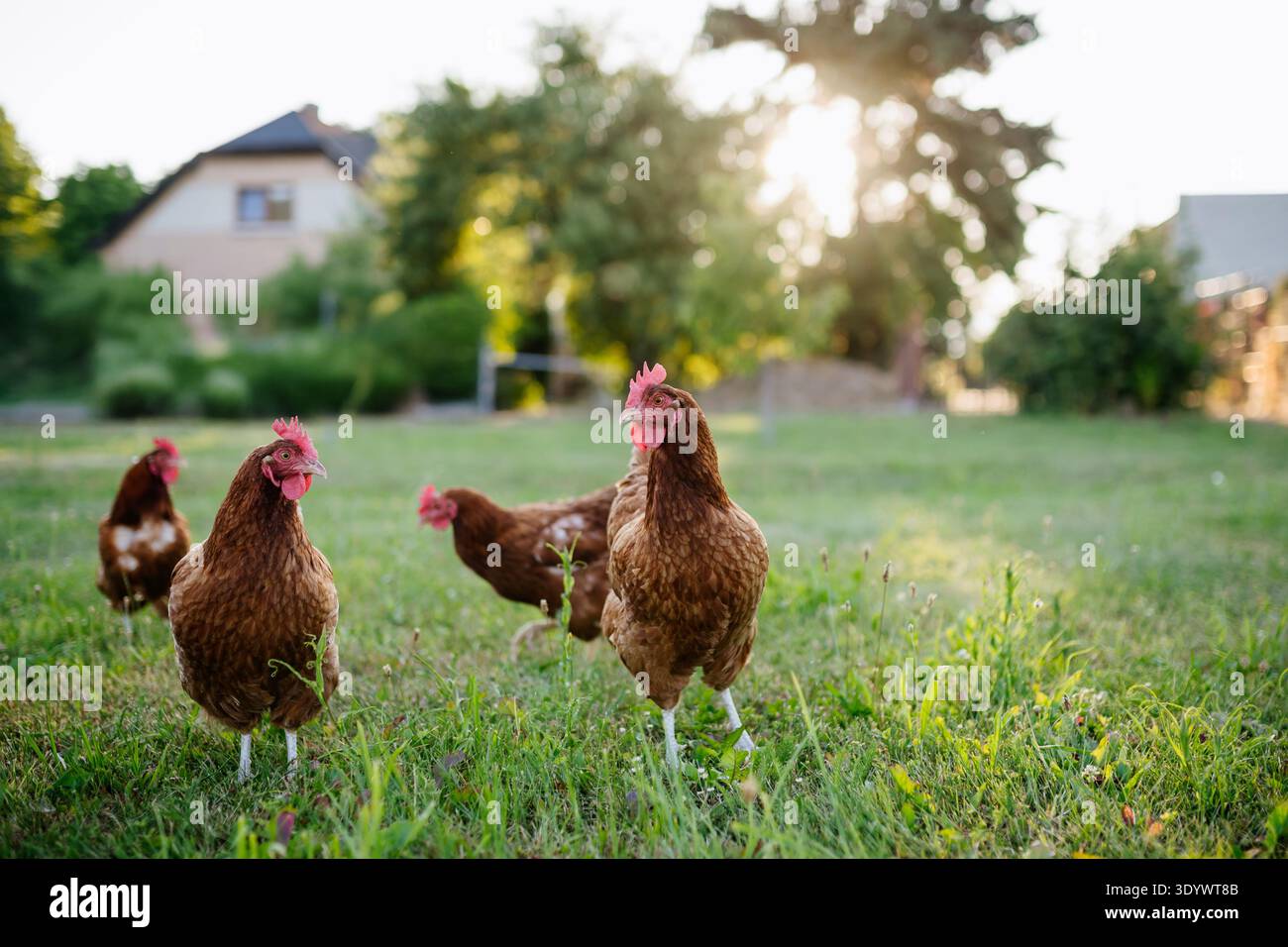 Free range chickens feeding on fresh grass outdoors. Stock Photo