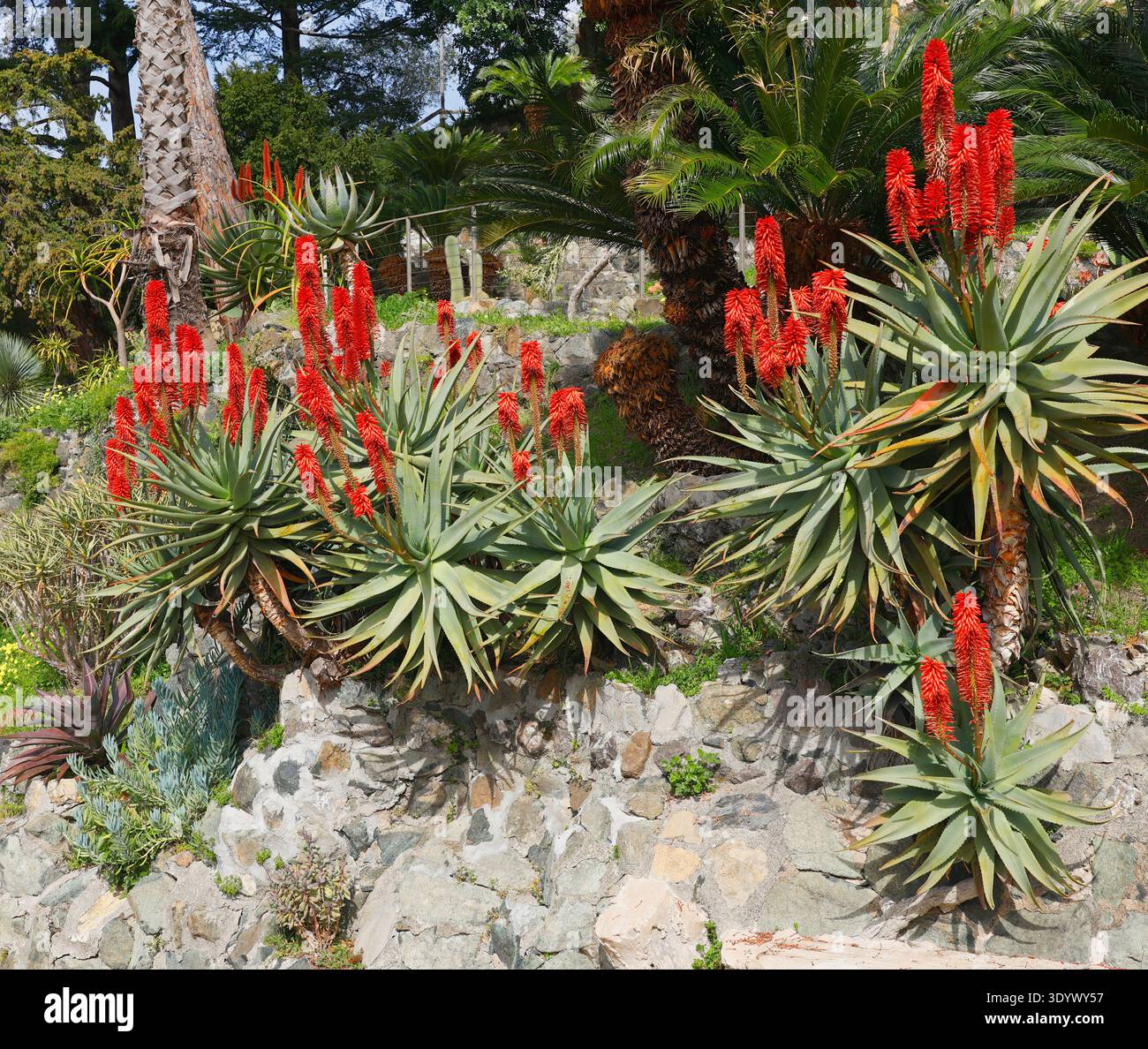 The krantz aloe hi-res stock photography and images - Alamy
