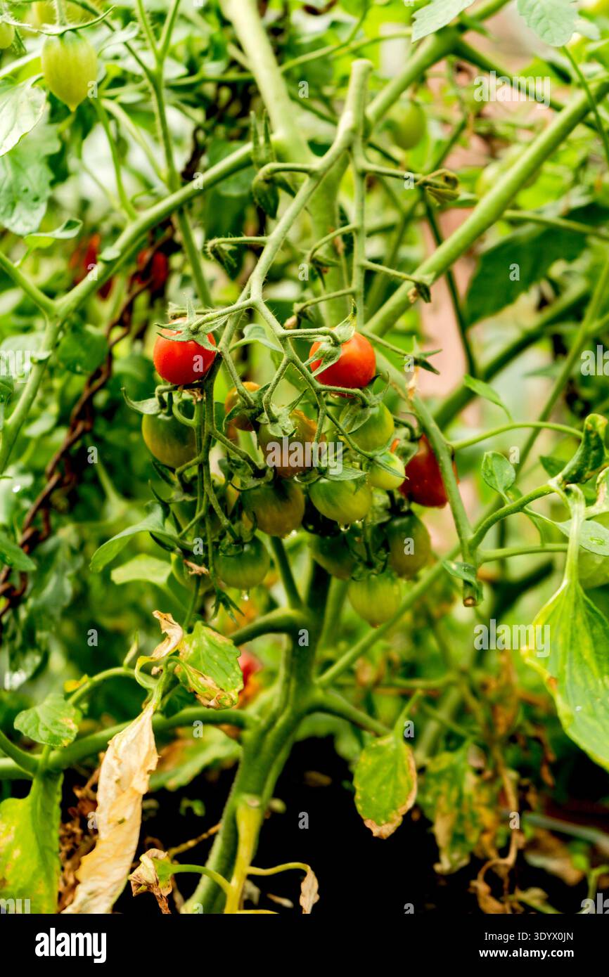 Tomatoes on Vine in Greenhouse Stock Photo