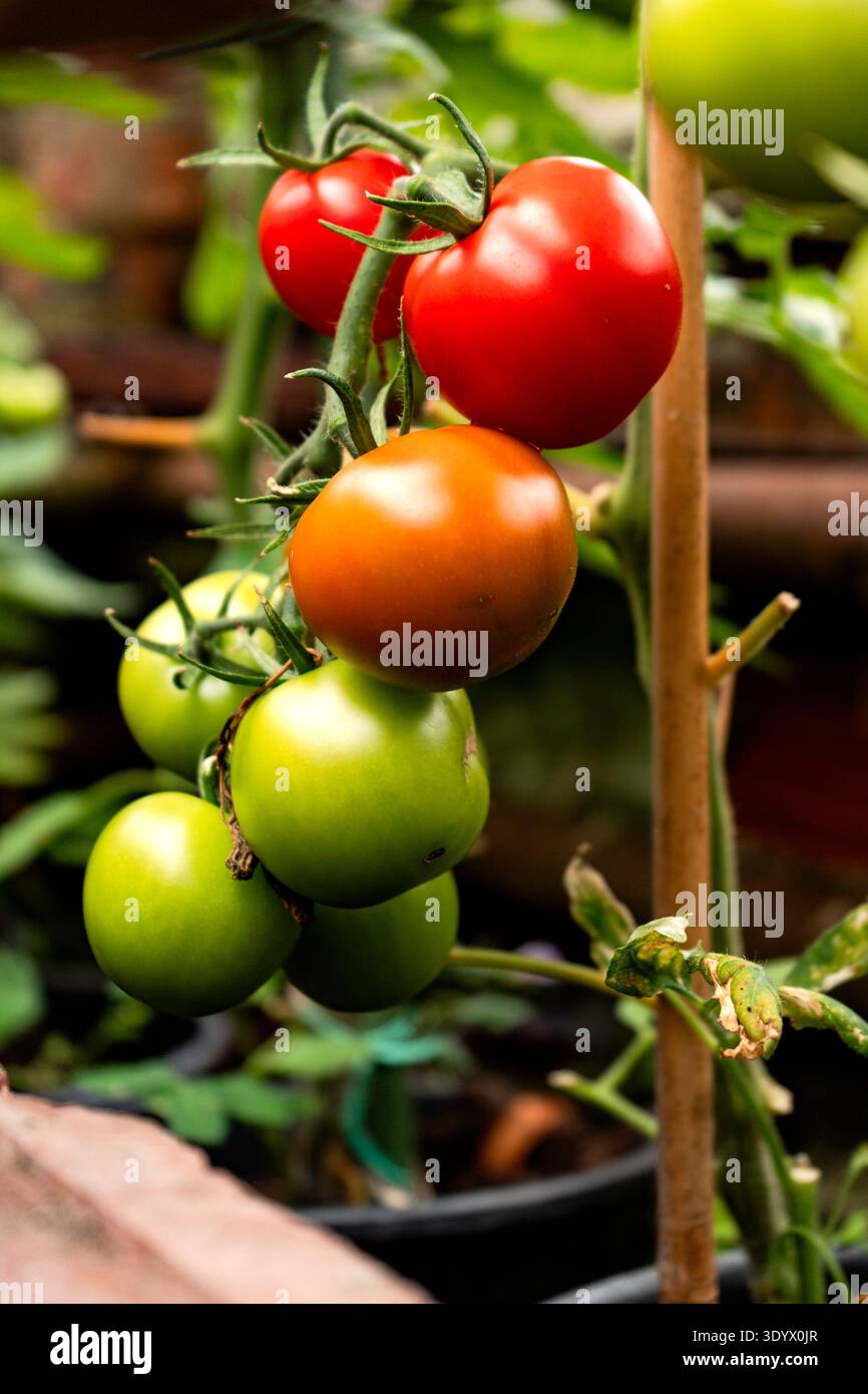 Tomatoes on Vine in Greenhouse Stock Photo