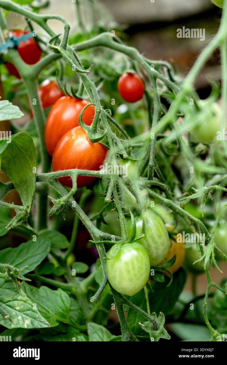 Tomatoes on Vine in Greenhouse Stock Photo