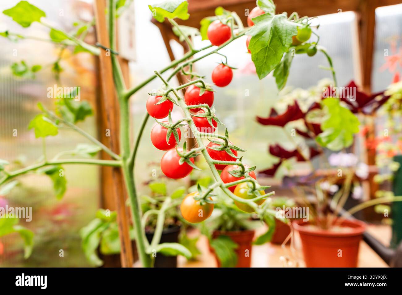 Tomatoes on Vine in Greenhouse Stock Photo