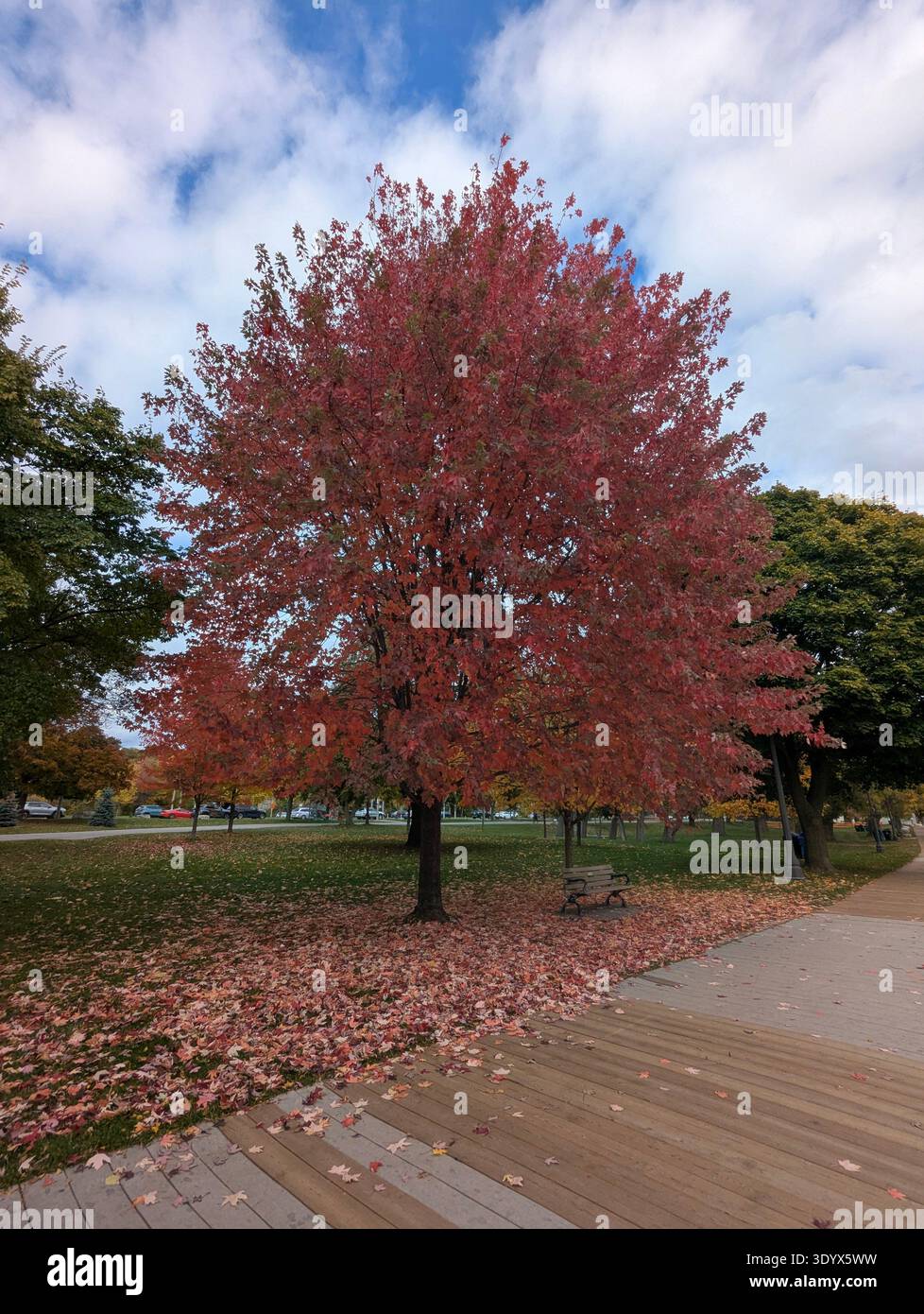 Vibrant red maple tree in full autumn color beside a boardwalk at the Toronto waterfront, Ontario, Canada. - Smartphone Captured Stock Image