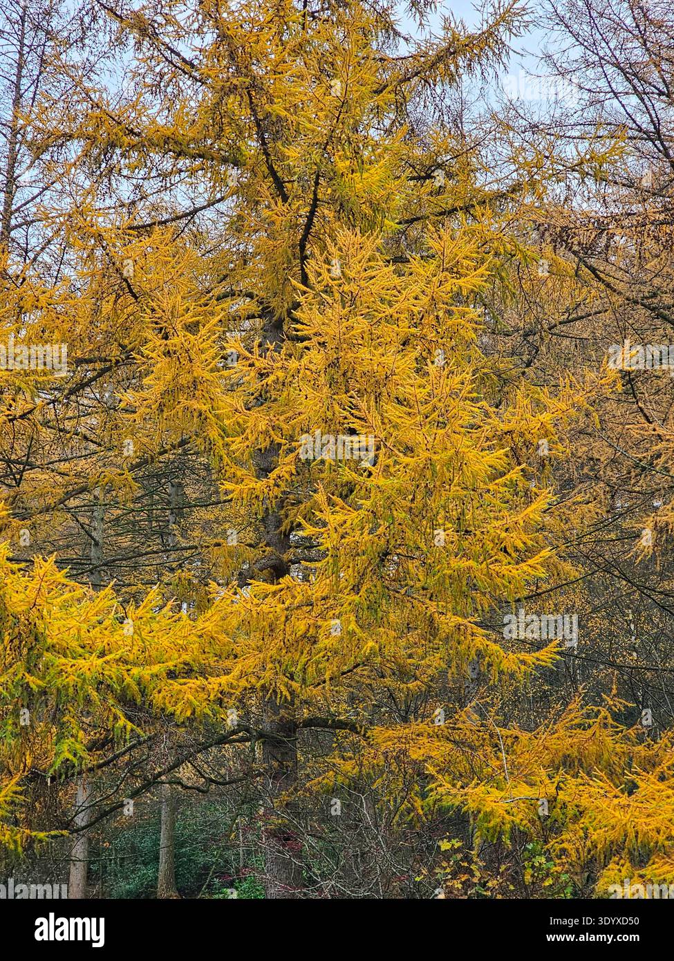 Larch tree in autumn, Dark Peak, Peak District, Derbyshire. Larches are deciduous conifers, and shed their needles in autumn. - Smartphone Captured Stock Image