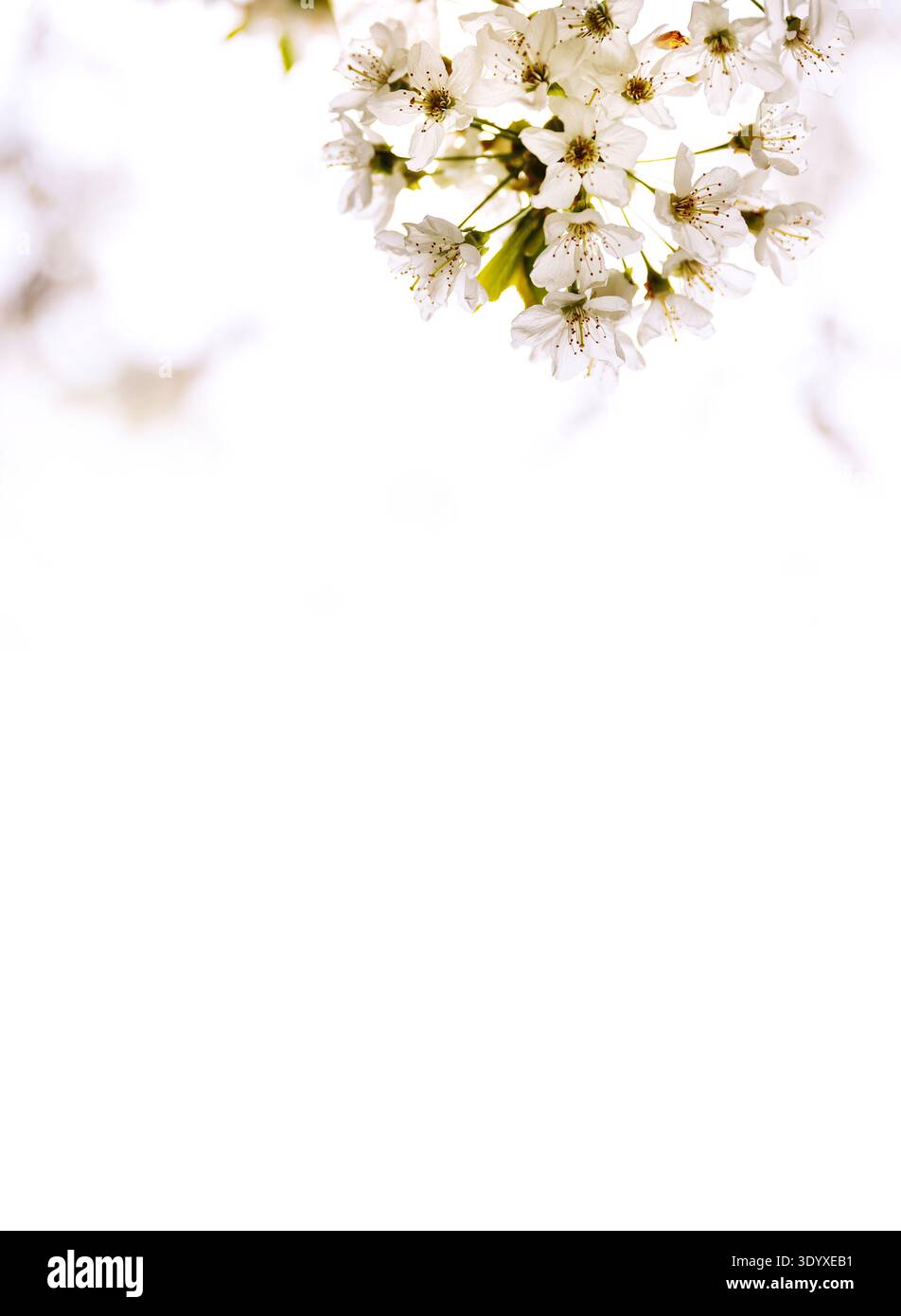 White cherry blossoms with large copy space on bright background Stock Photo
