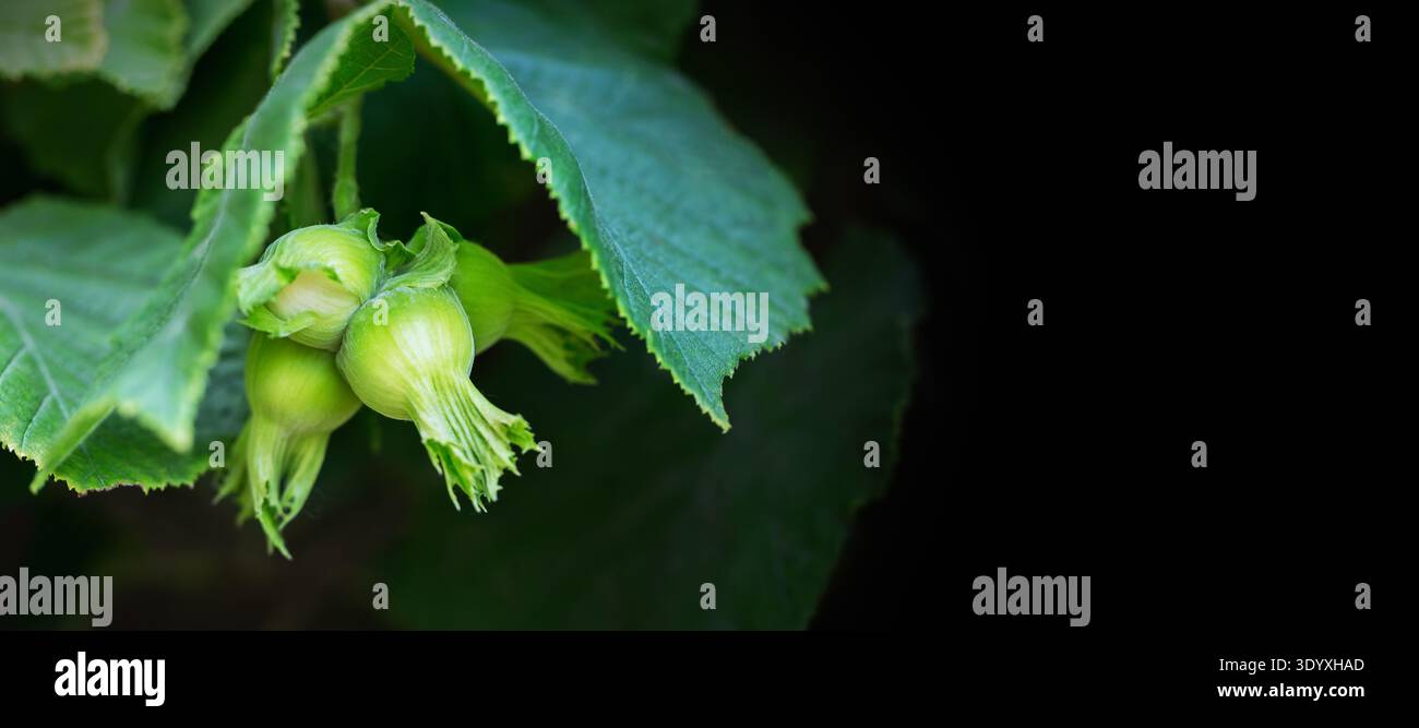 Green Hazelnuts Growing on Tree Branch Close Up Stock Photo