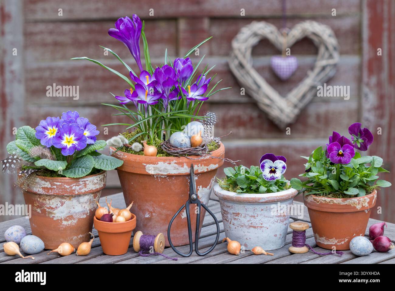 spring garden arrangement with purple viola flowers, primrose and crocus in  terracotta pots Stock Photo - Alamy