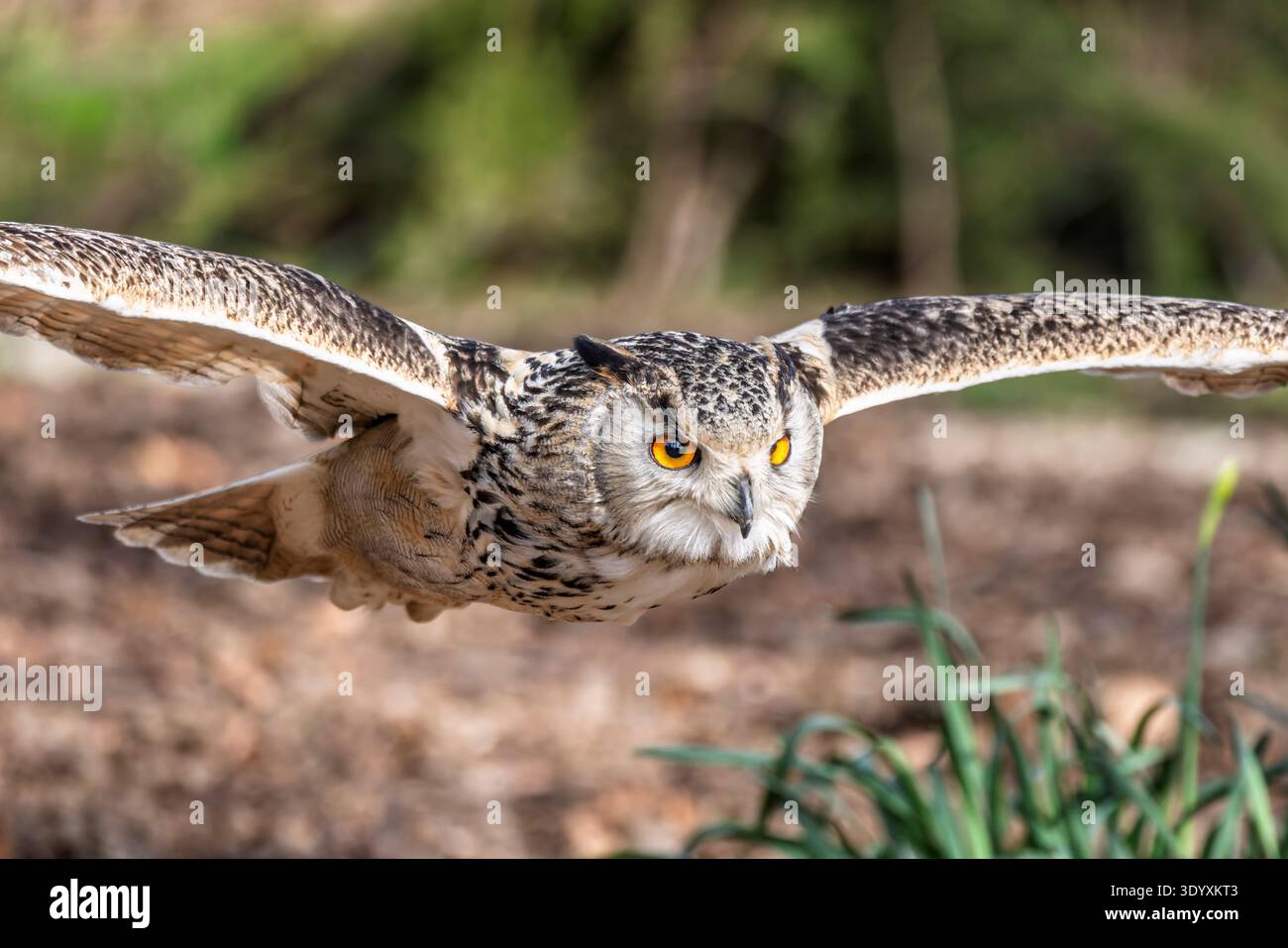Close up of a Eurasian Eagle owl in flight with wings spread in woodland glade. Stock Photo