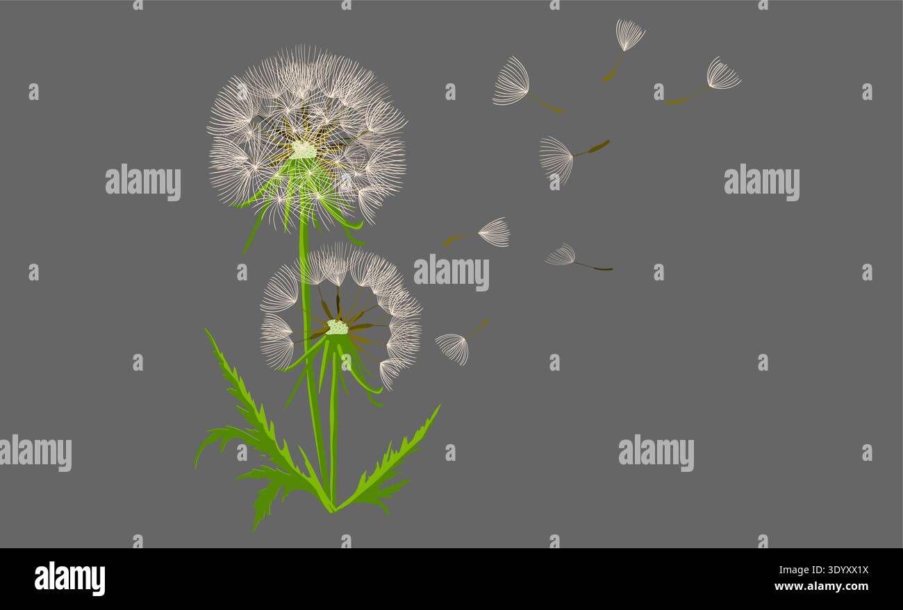 White dandelion on a gray background object . Hand drawn. Not AI, vector illustration. Stock Vector