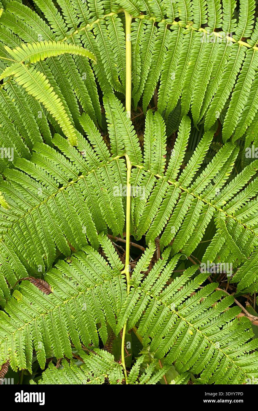 close up of fern leaf - Smartphone Captured Stock Image