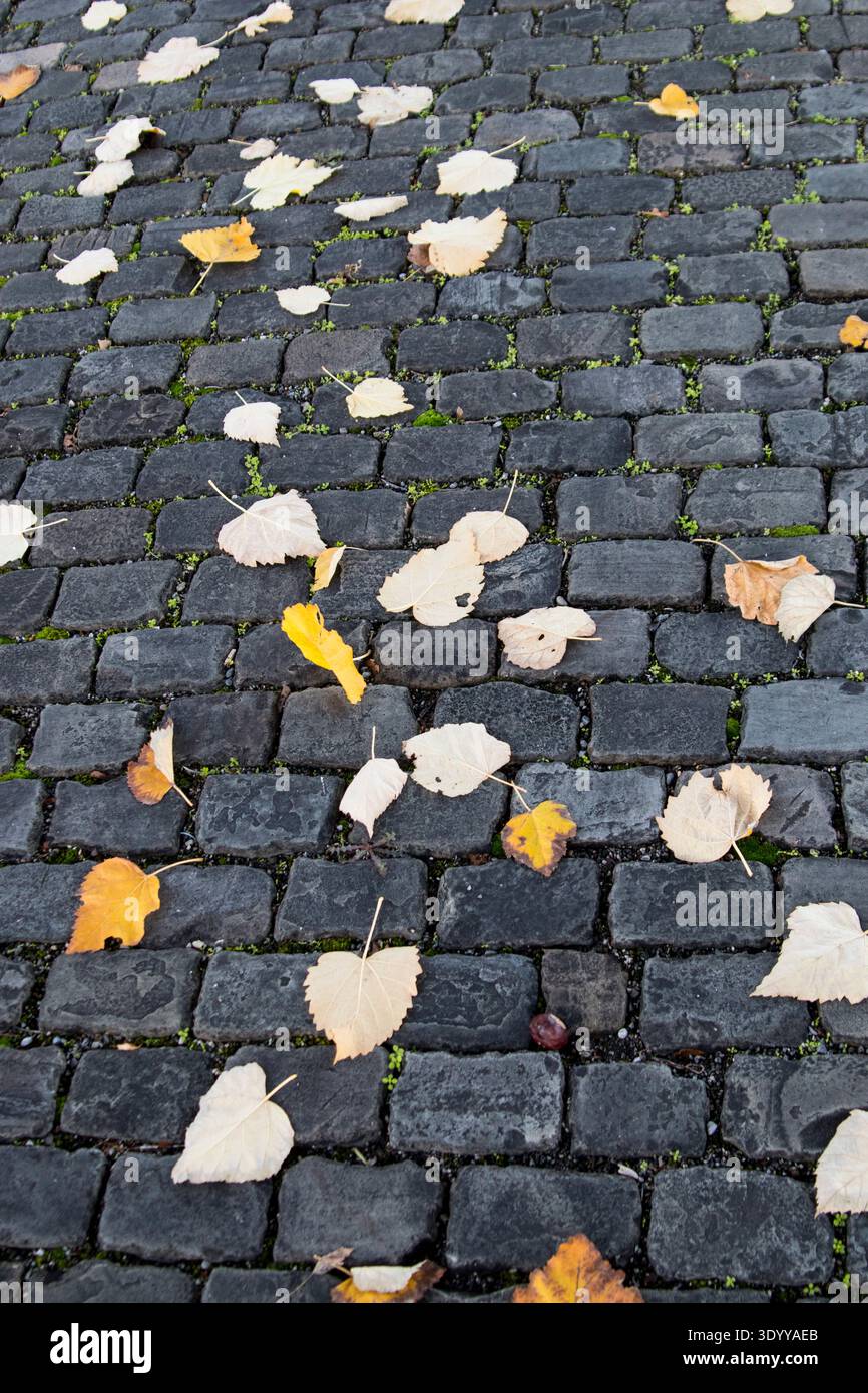 fallen leaves on black bricks;Geneva, Switzerland Stock Photo