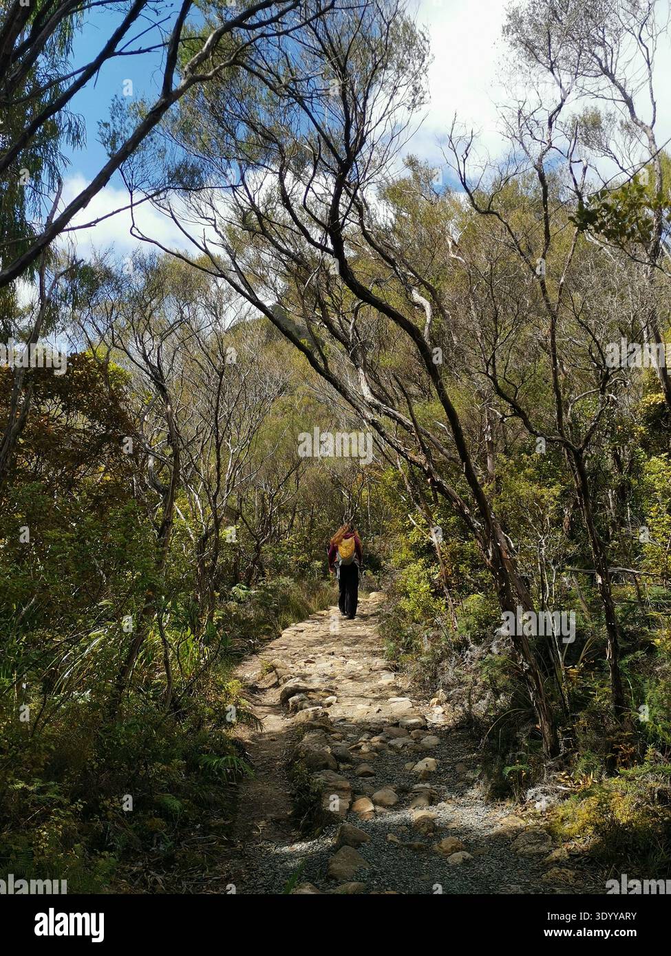 Woman hiker walking on a rocky mountain trail through native New Zealand bush - Smartphone Captured Stock Image