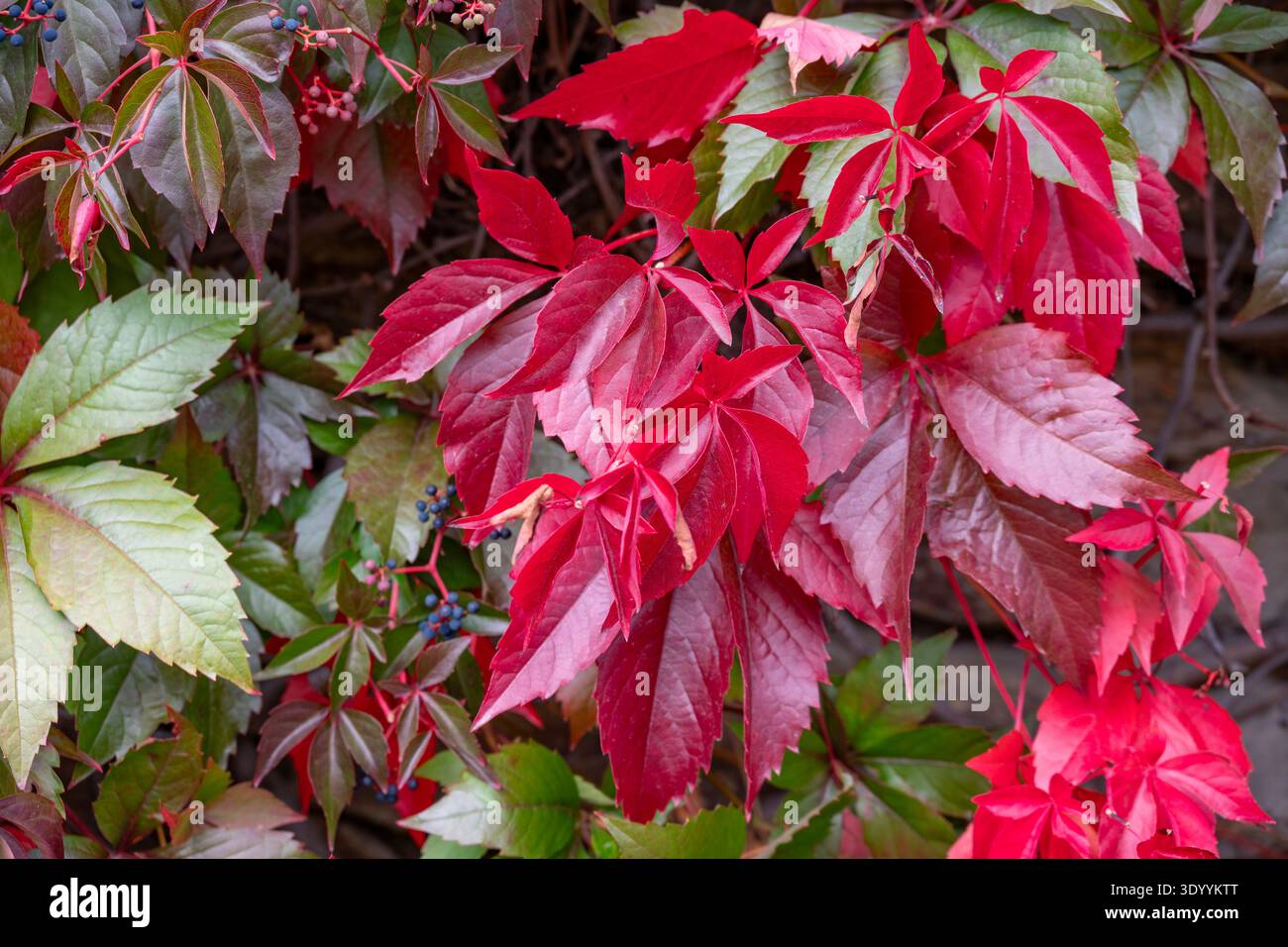 Parthenocissus quinquefolia, Virginia Creeper Stock Photo