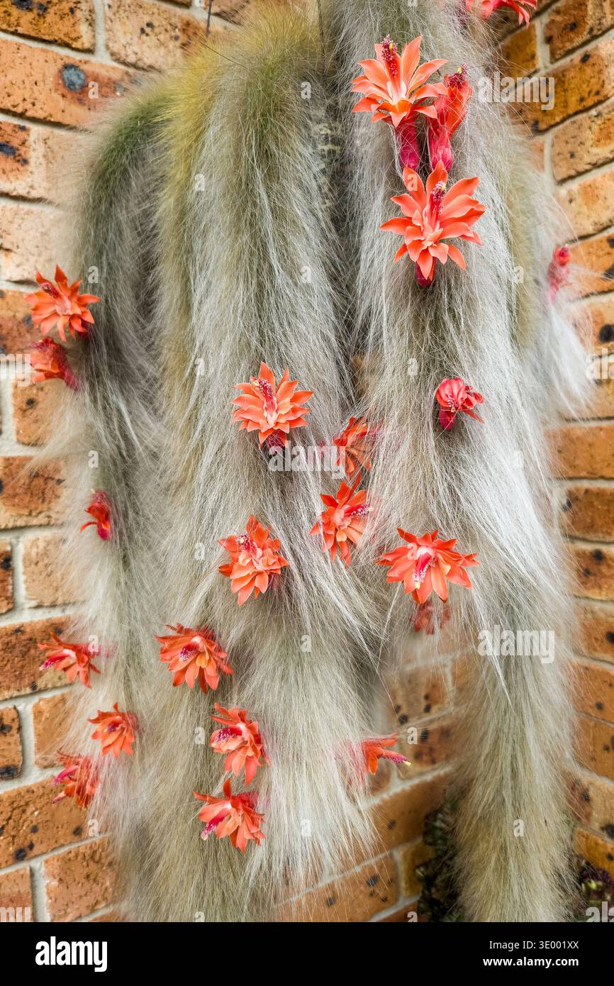 Monkey-tail Cactus flowering in hanging pot Stock Photo - Alamy