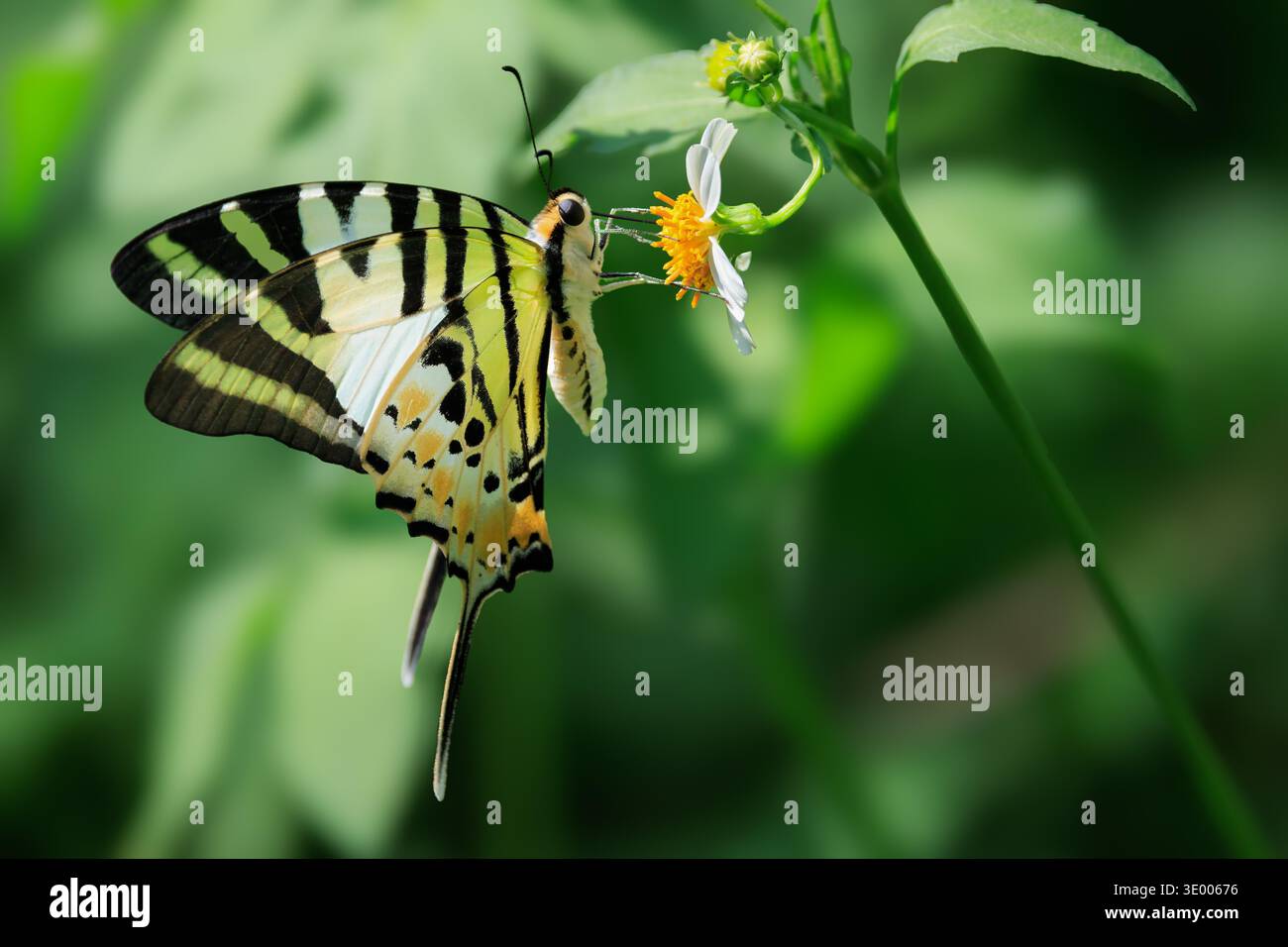 Five-bar Swordtail (Graphium antiphates) butterfly collecting nectar ...