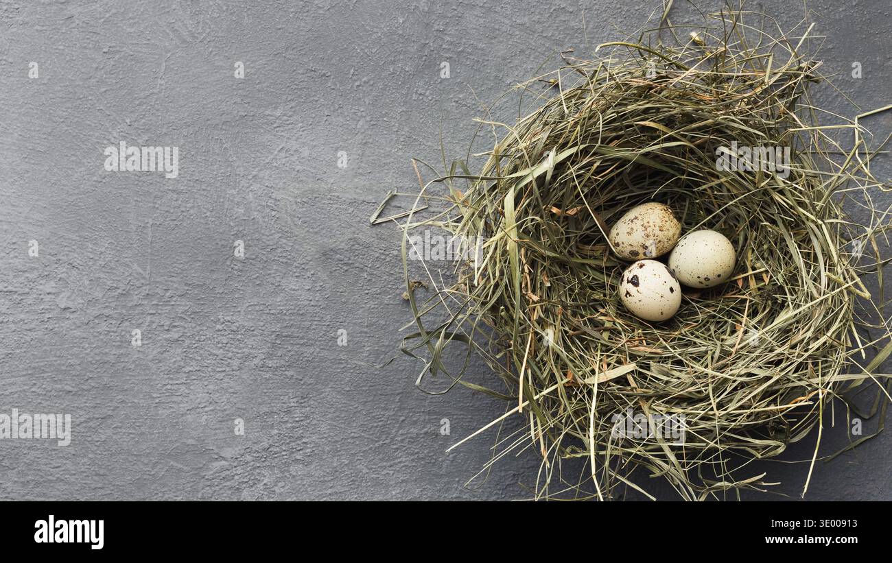 Quail eggs in straw nest on gray table Stock Photo