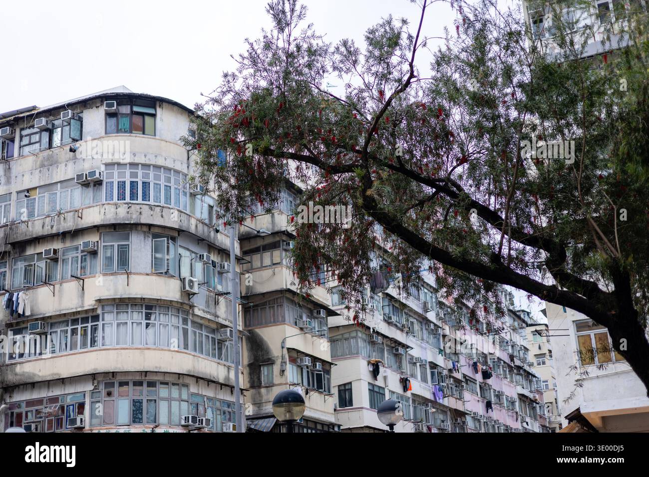 A flowering bottlebrush tree in the foreground against weathered Art Deco-style tenement buildings with air conditioning units in Mong Kok, Kowloon, H Stock Photo