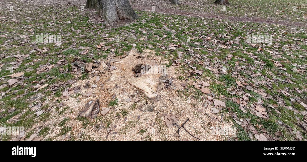 Decayed Tree Stump Surrounded Sawdust Ground Stock Photo