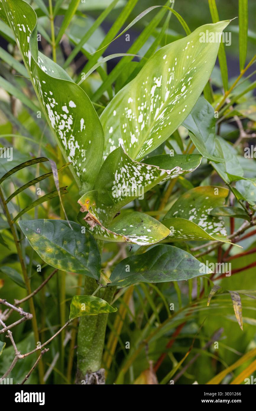 dracaena anita Buy Dracaena Anita Variegata Online in Europe