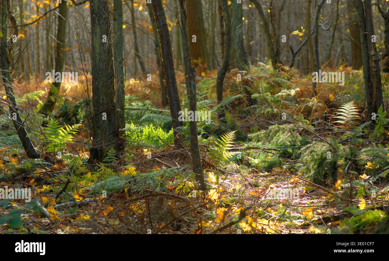 Woods in golden sunlight Stock Photo