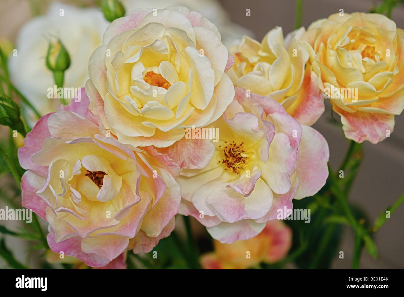 Closeup of pastel bicolor rose cluster with creamy yellow petals and pink edges. Likely floribunda spray rose (or english rose style), natural light, Stock Photo