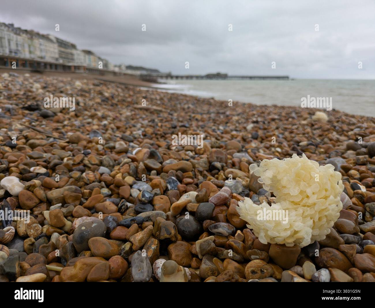 Sea wash ball (aka egg casing of common whelk sea snail - Buccinum undatum) washed up on St. Leonards-on-Sea beach with Hastings pier in the distance - Smartphone Captured Stock Image