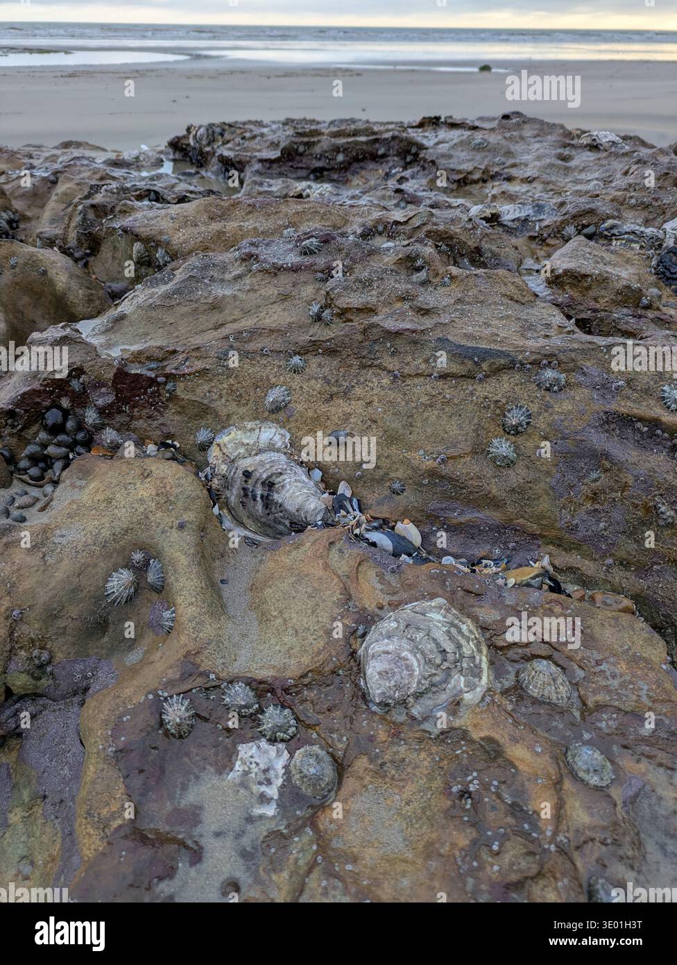 Shells in the rocks at low tide on St Leonards-on-Sea Beach, East Sussex, England - Smartphone Captured Stock Image