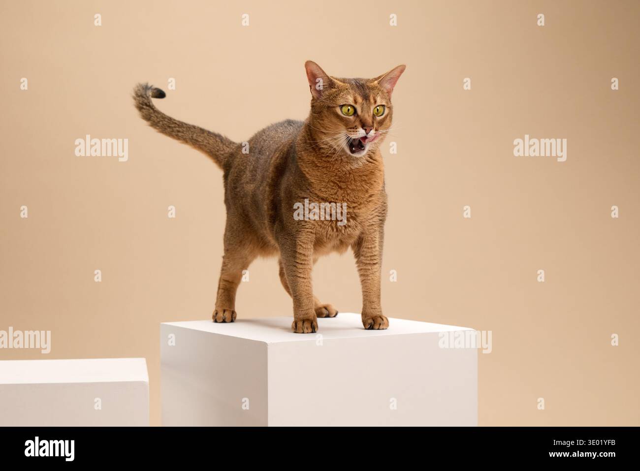 Lithe Cat Standing An Abyssinian cat stands vocalizing with mouth open atop a cube against ...