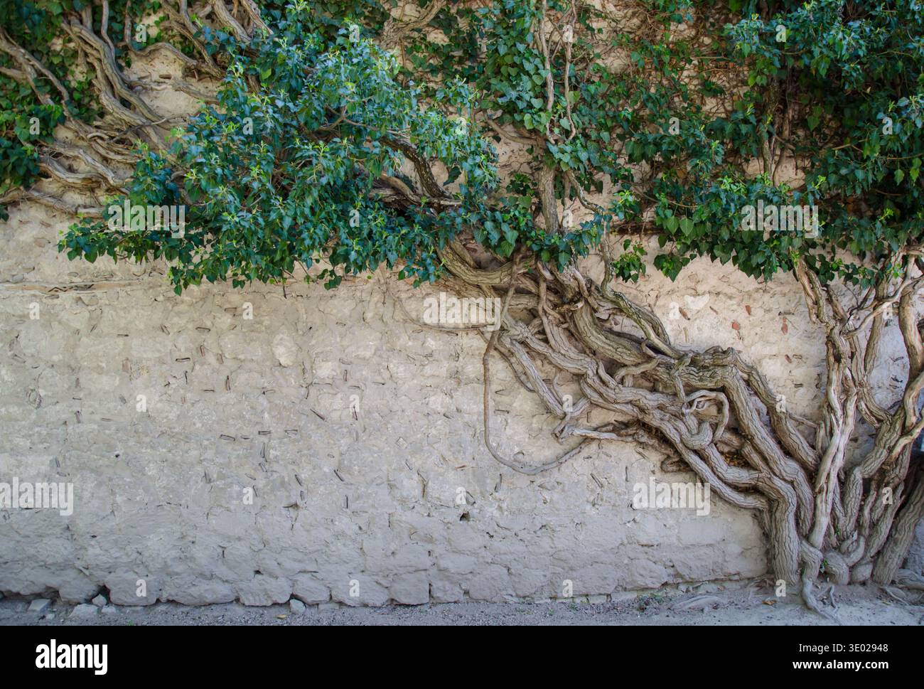 Ivy growing across wall hi-res stock photography and images - Alamy