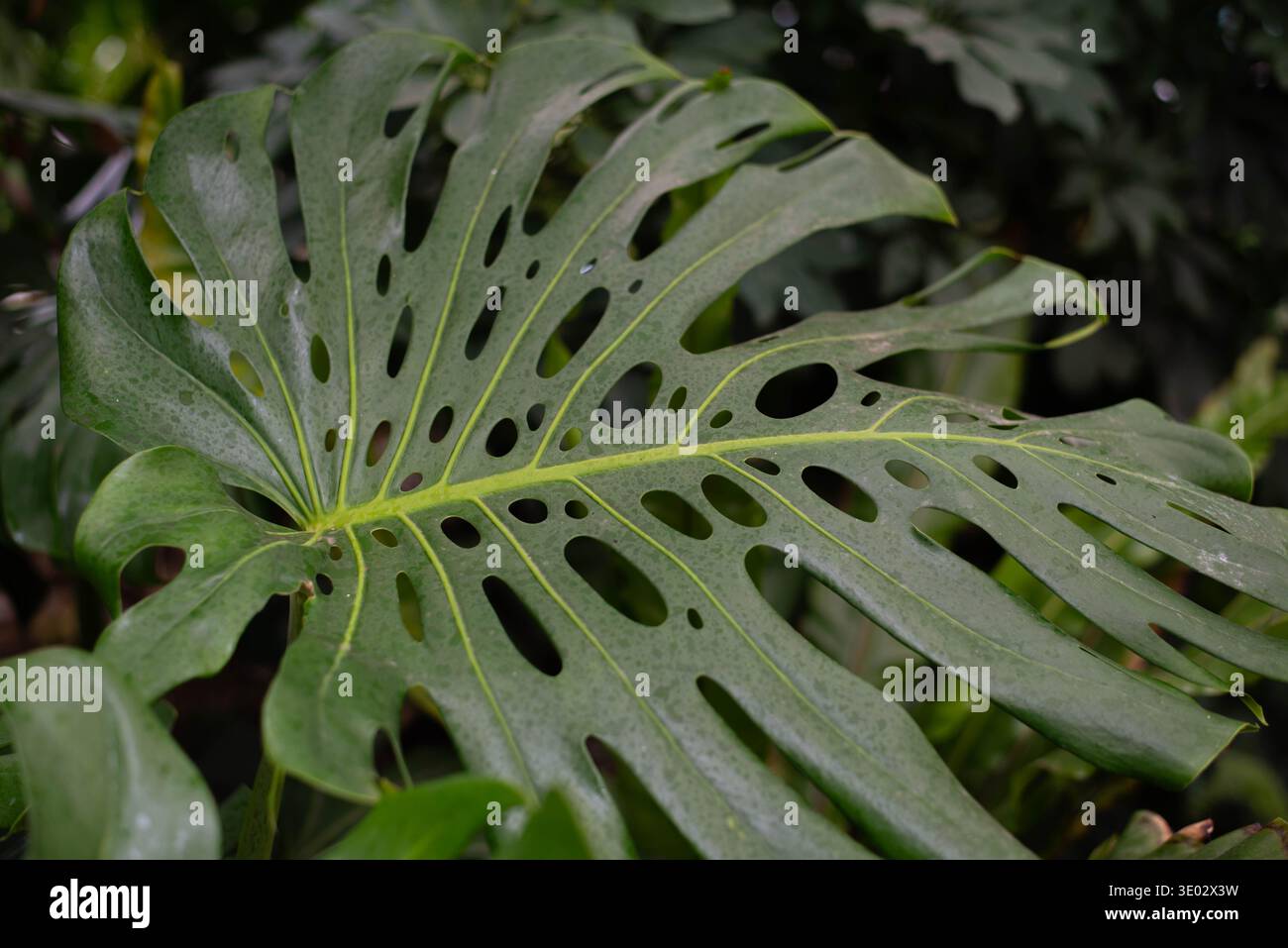 Perforated leaves hi-res stock photography and images - Page 2 - Alamy
