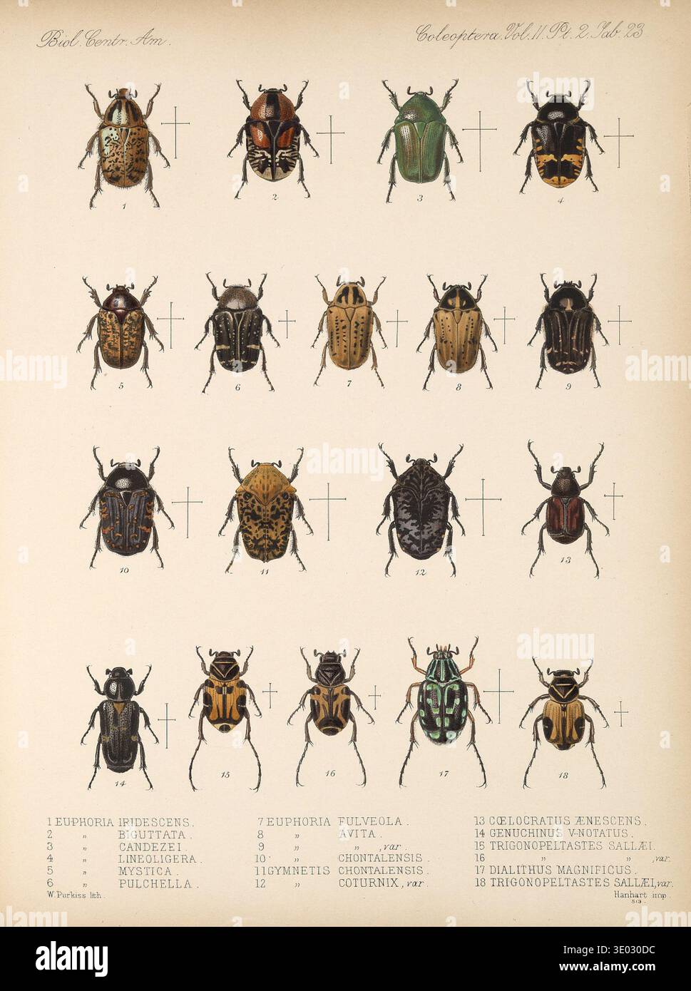 Comparative beetle morphology diagram hi-res stock photography and ...