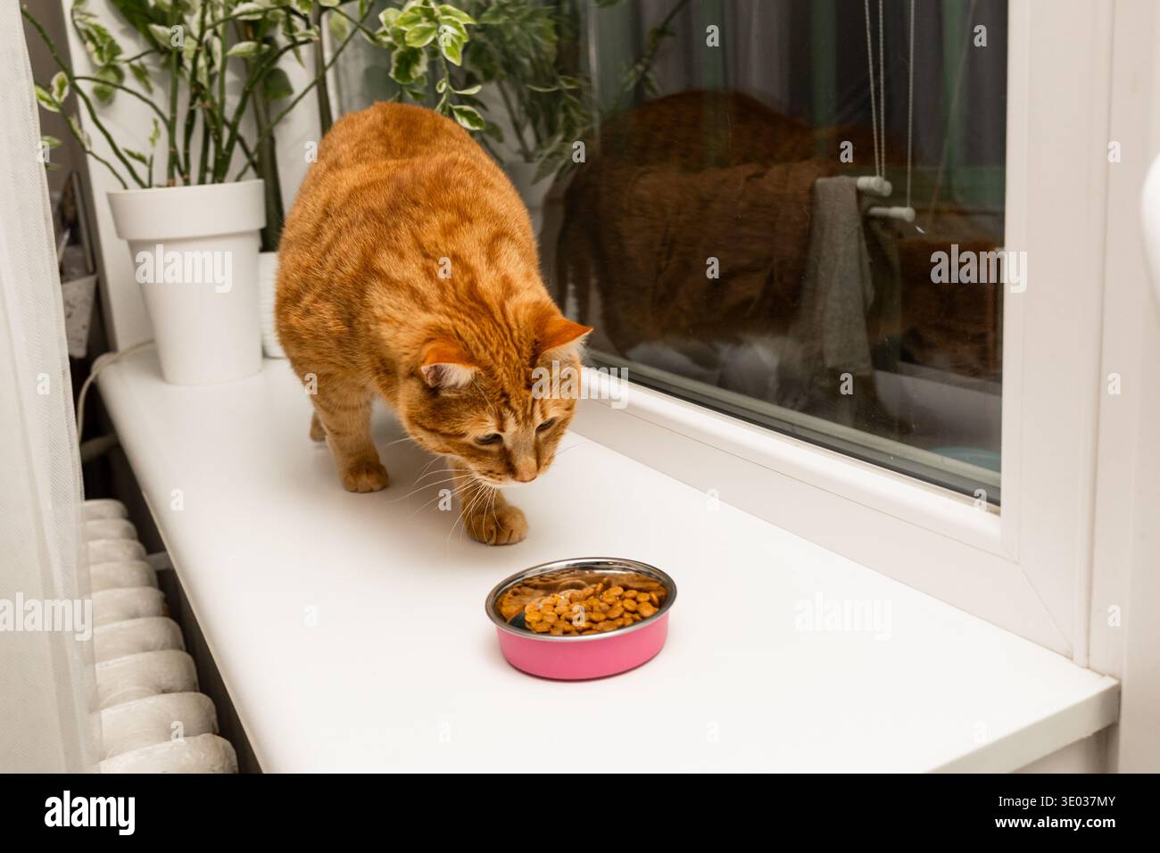 cat Stock Photo