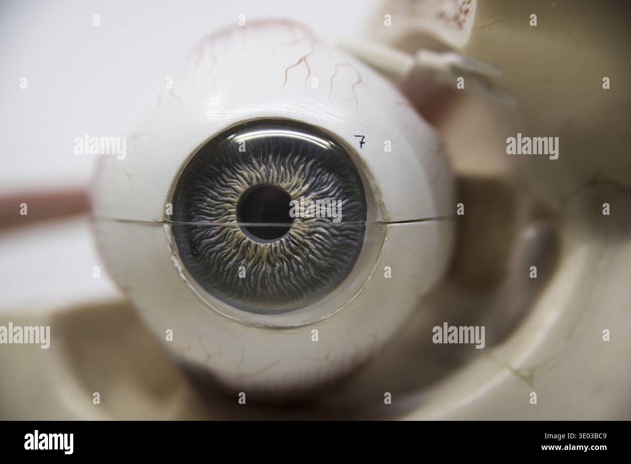 Sense organ hi-res stock photography and images - Alamy