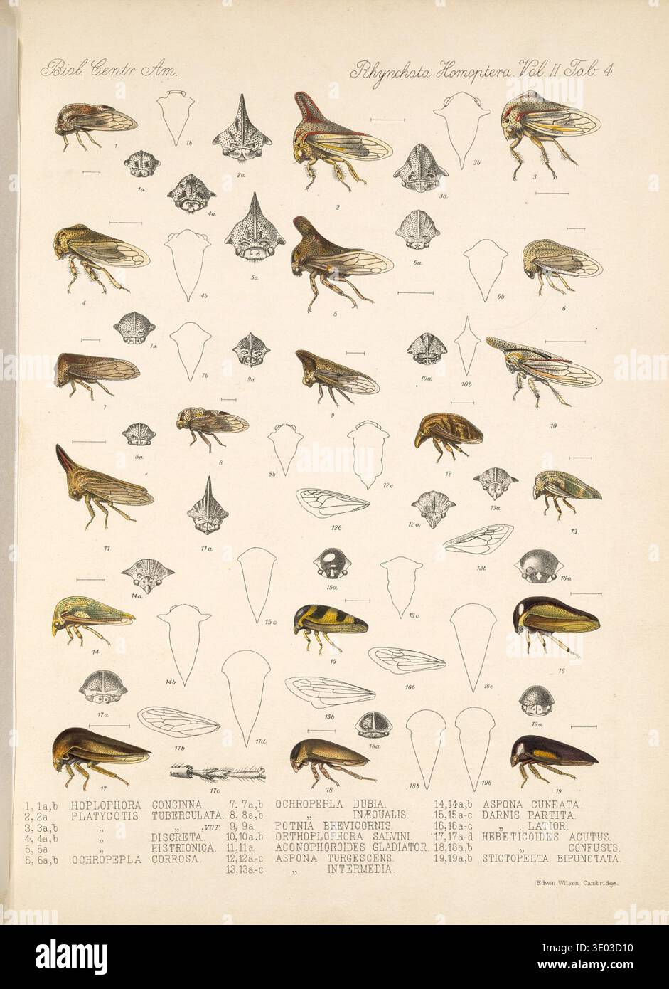 Homoptera plate hi-res stock photography and images - Alamy