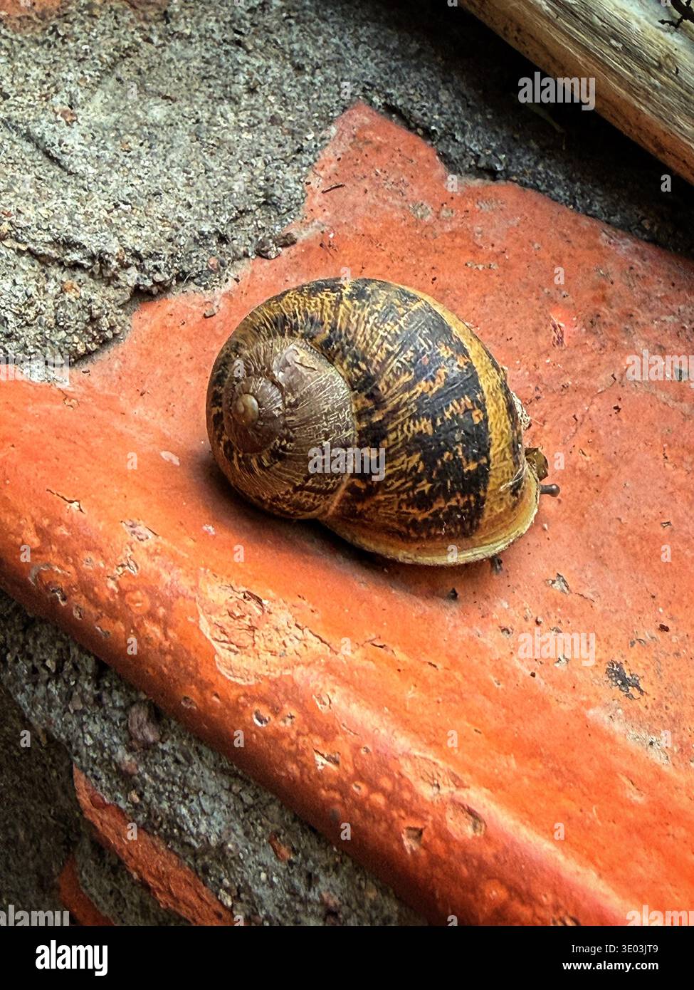 SNAIL GARDEN – Set Da 7 Telai Per Ricamo In Bambù, Varie Misure. Ideali Per Ricamo, Cucito E Patchwork.