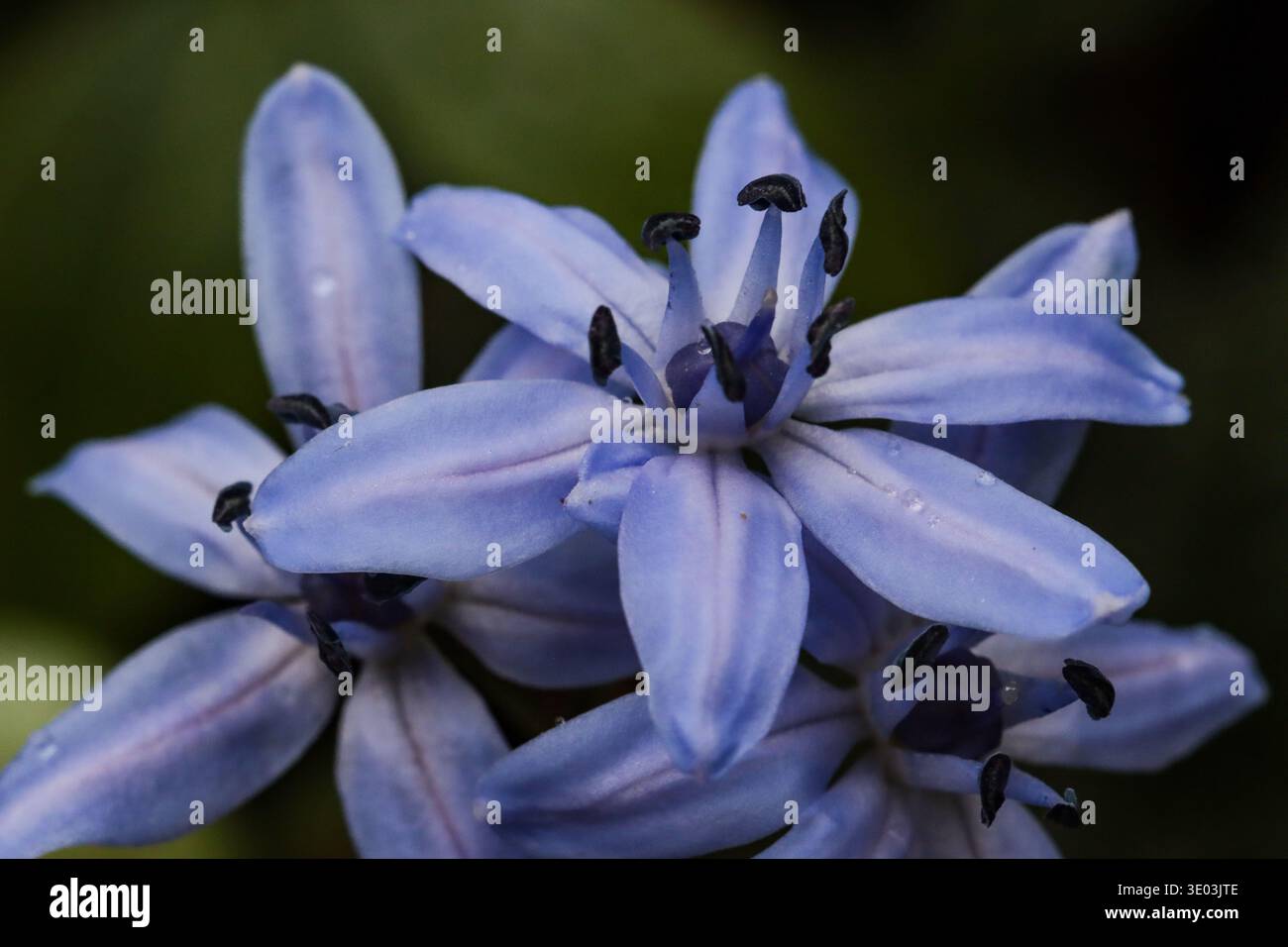 Alpine Squill, detail (Scilla bifolia) Stock Photo