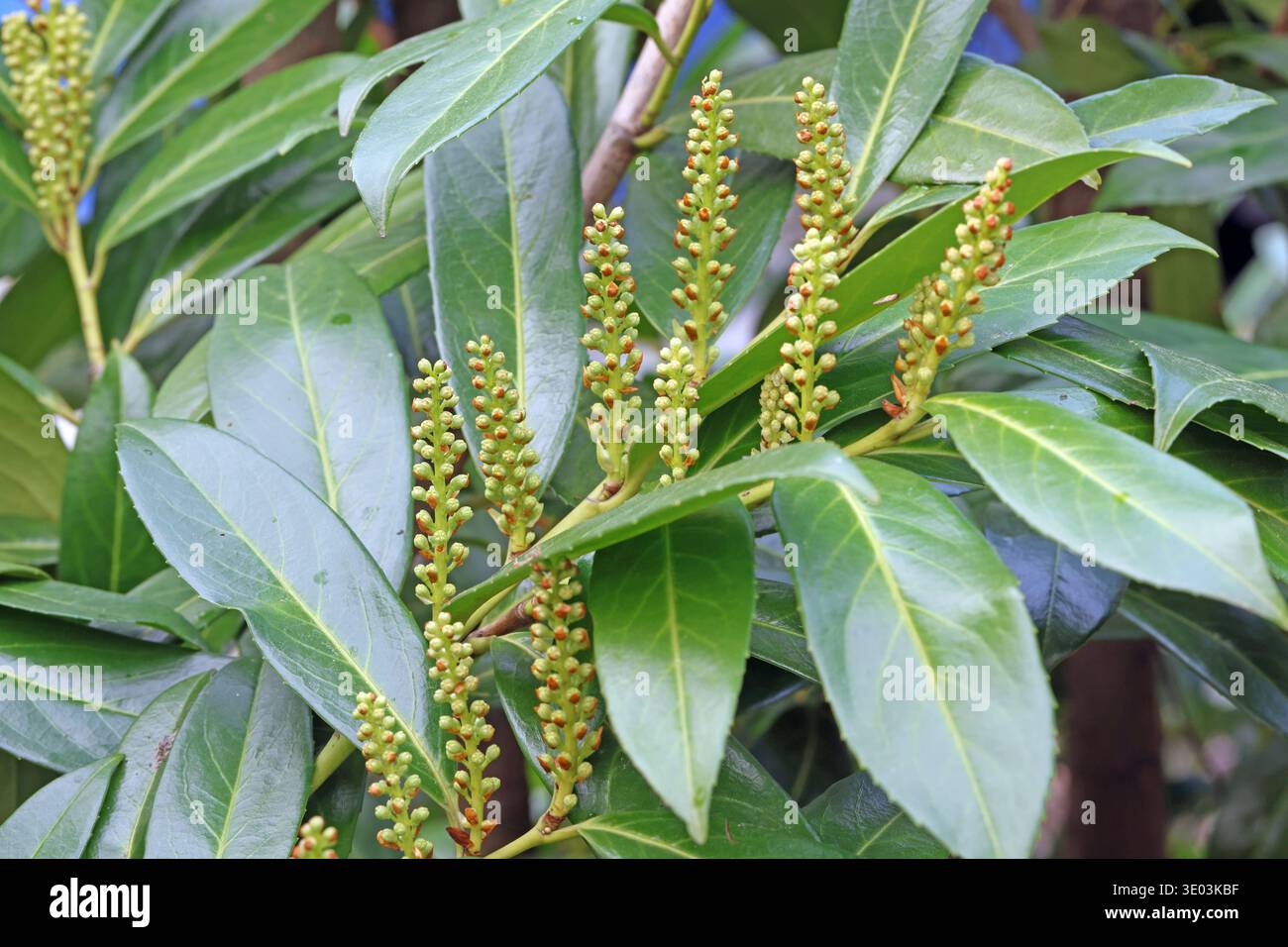 Neophyten und ungeeignete Gartenpflanzen Beginn der Blte des giftigen  Kirschlorbeer, auch Lorbeerkirsche genannt, als Sichtschutz in Form einer  Heckenpflanze, der als invasiver Neophyt eingestuft ist. *** Neophytes and  unsuitable garden plants Start