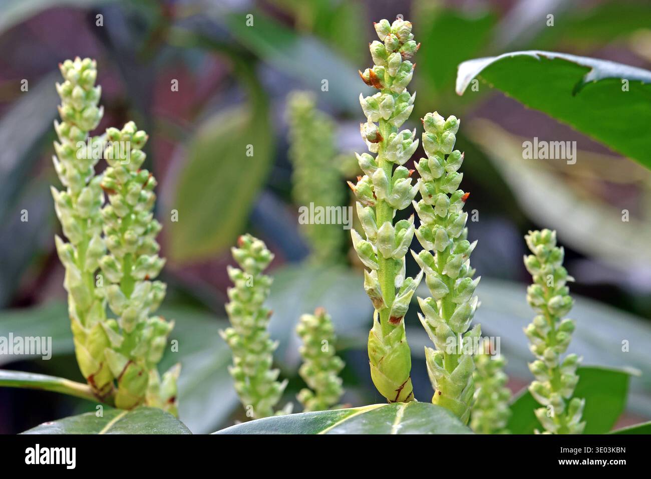 plant nandina Nandina Dwarf Firepower