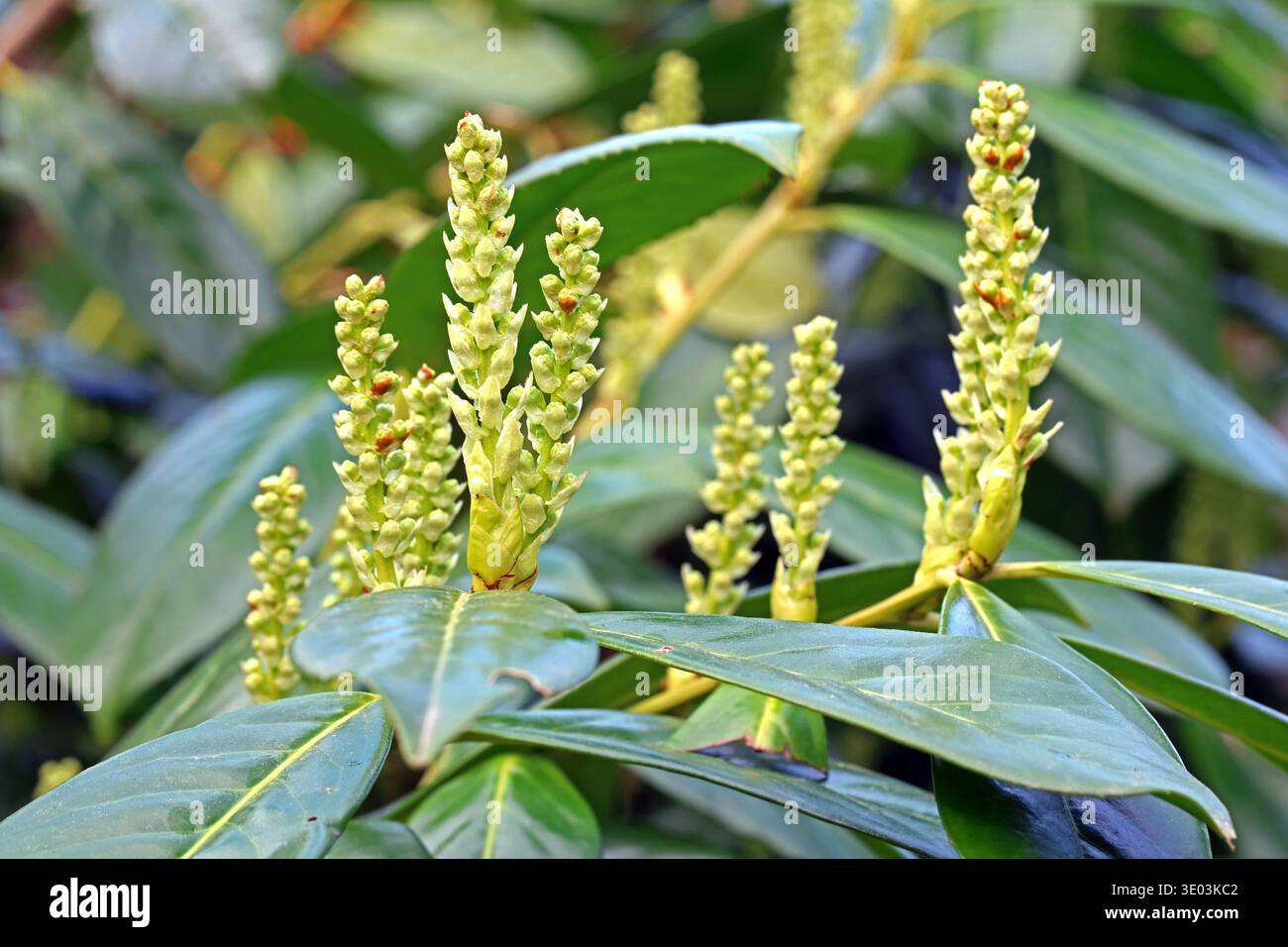 Kirschlorbeer garten hi-res stock photography and images - Alamy