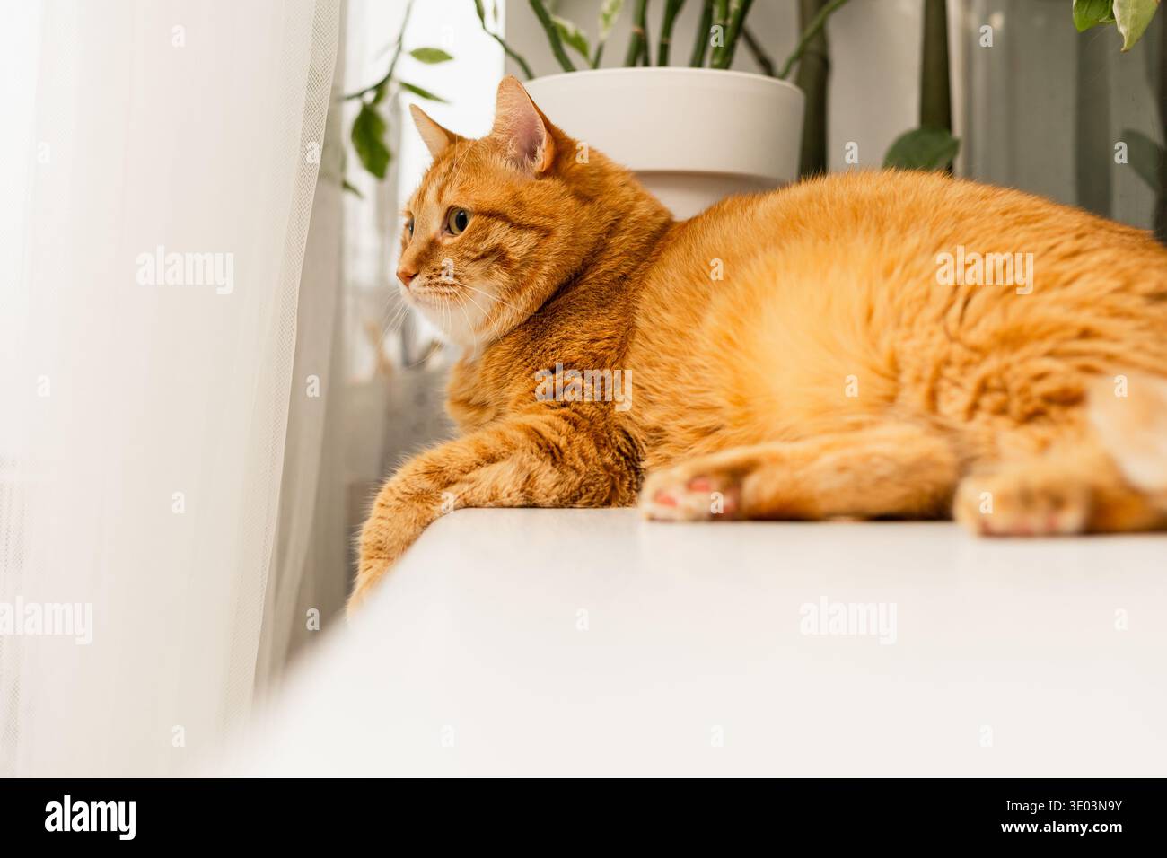 cat Stock Photo