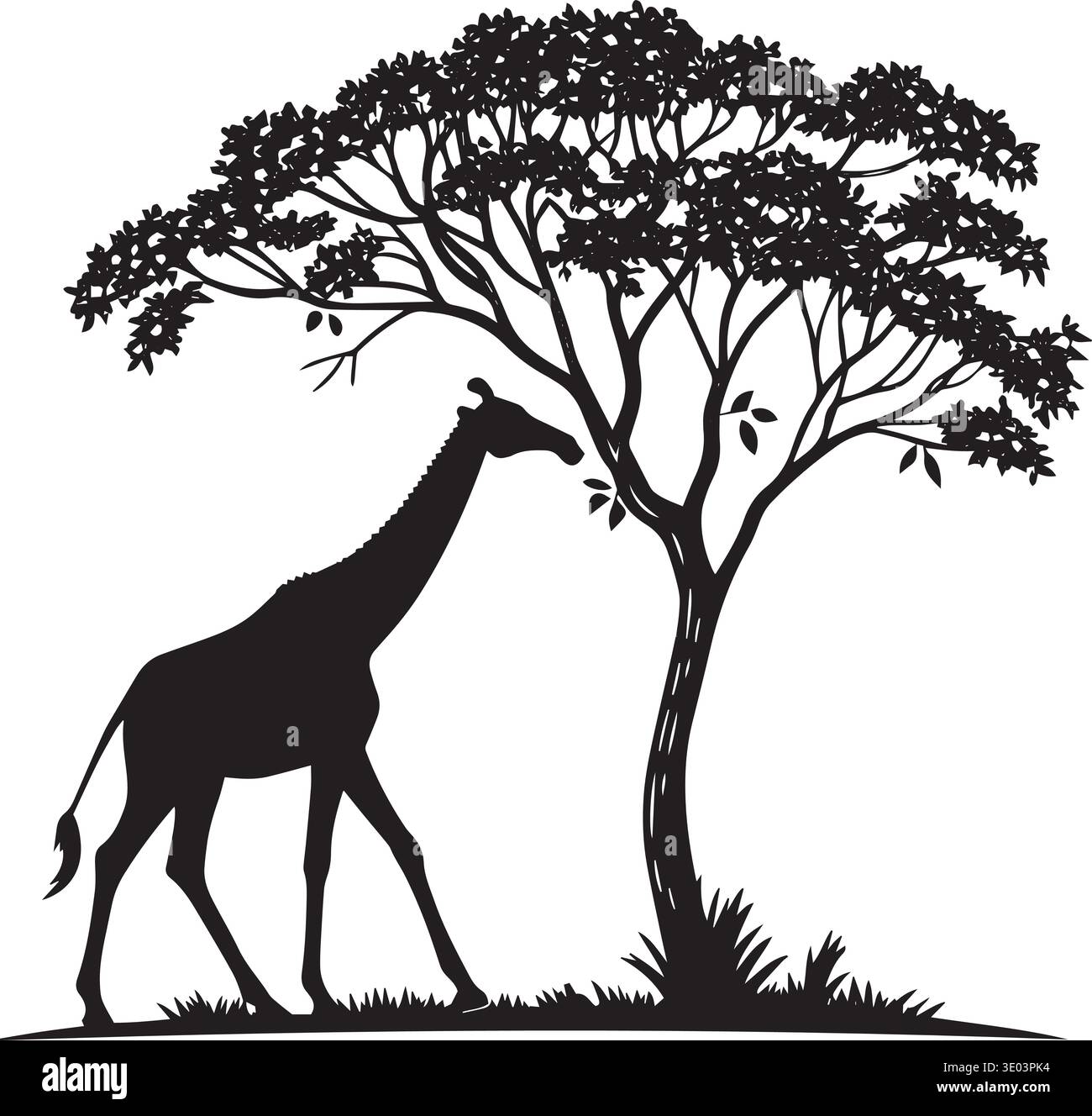 Black and white vector silhouette of two giraffes under acacia trees in ...