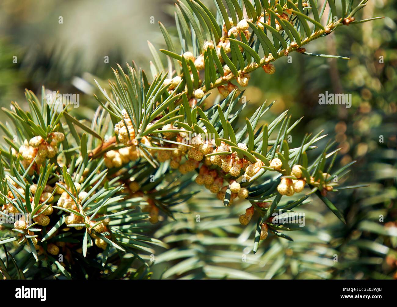 yew, European yew, Europische Eibe, Gemeine Eibe, If commun, Taxus  baccata, kznsges tiszafa, Hungary, Magyarorszg, Europe Stock Photo -  Alamy