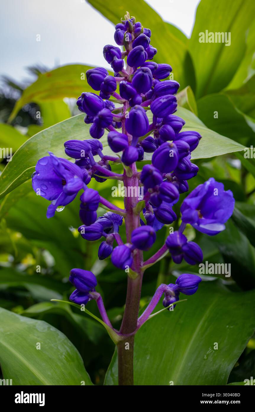 Ti plant flower spike hi-res stock photography and images - Alamy