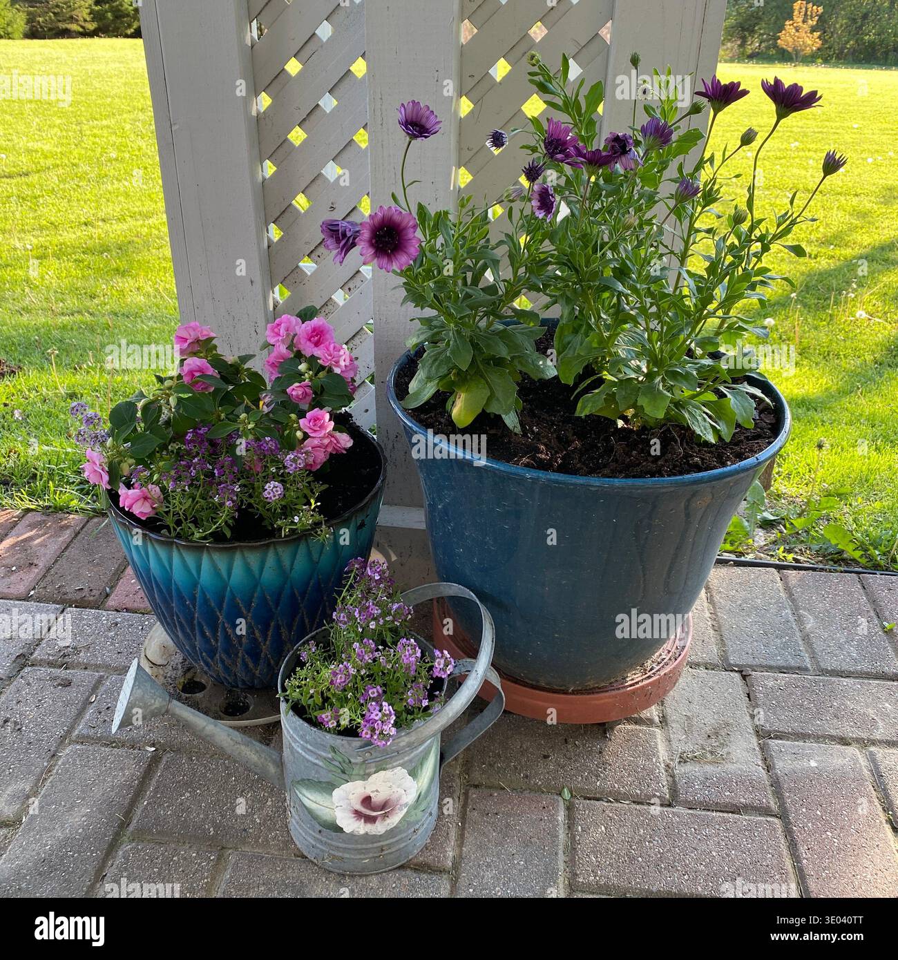 Two flower pots filled with purple Osteospermum flowers, purple Sweet Alyssum and pink Double Impatiens and a watering can filled with purple Sweet Al - Smartphone Captured Stock Image