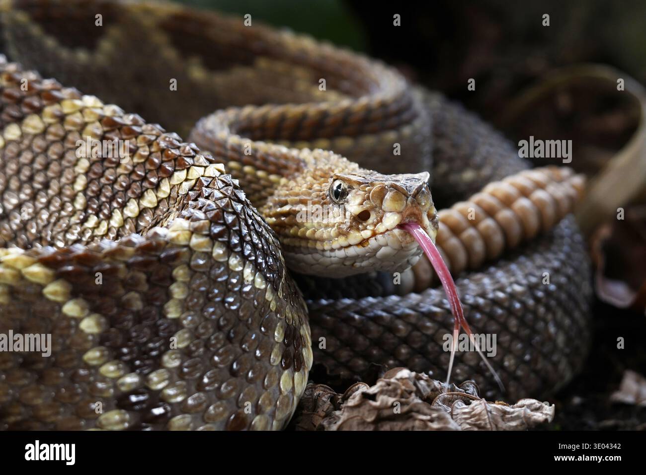 Rattlesnake tongue Stock Photo