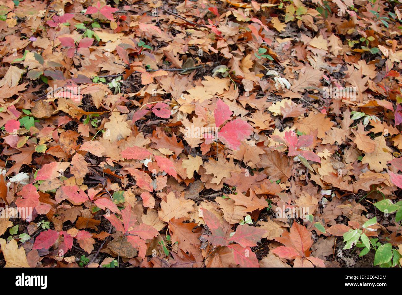 Hints of textured leaves hi-res stock photography and images - Alamy