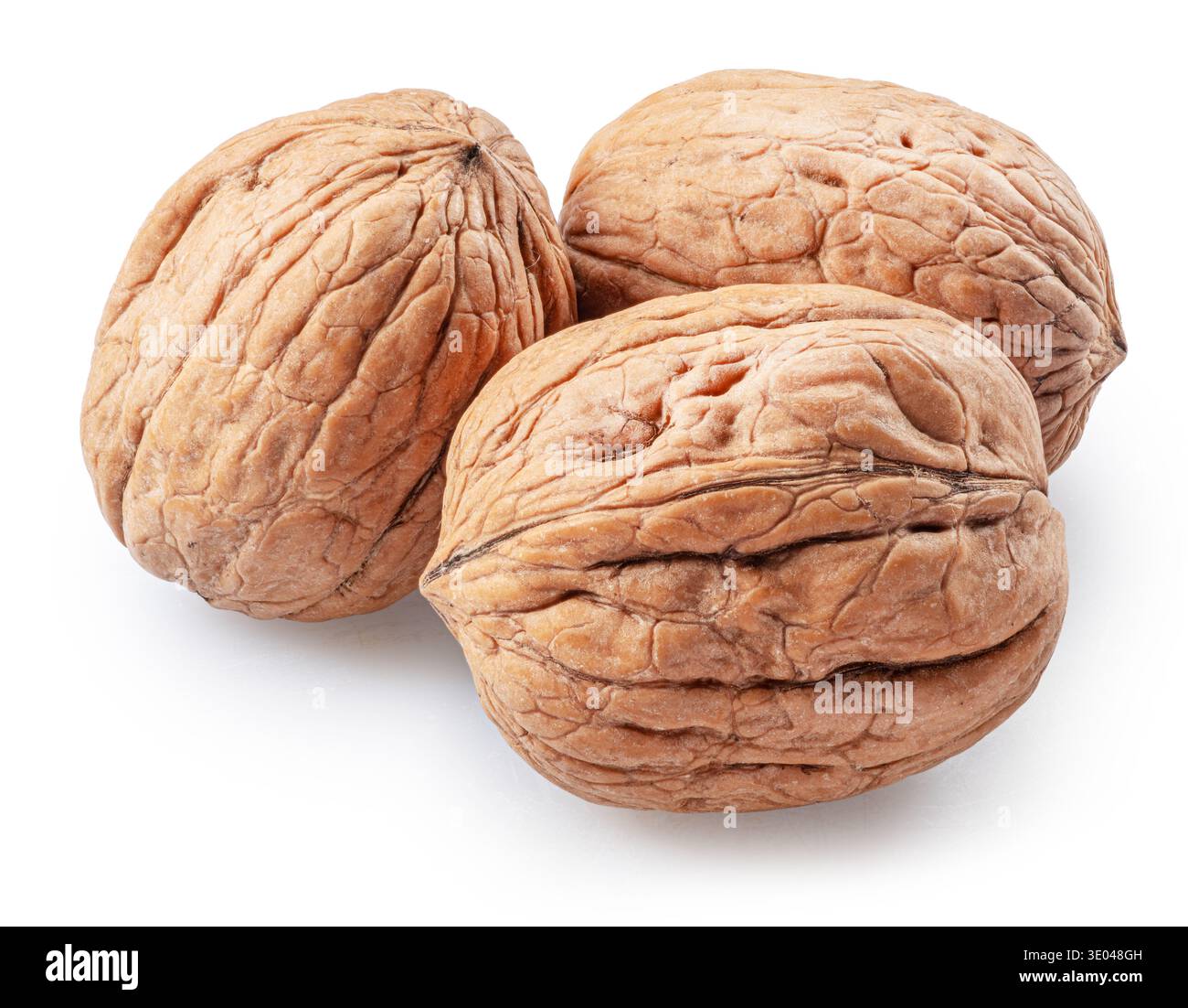 Three walnuts isolated on white background, maximum sharpness achieved by stack photography, cropping outline. Stock Photo