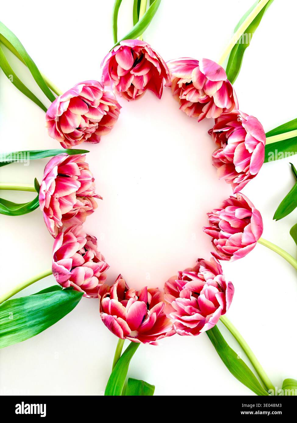 Pink tulip flowers arranged in circle on white background with copy space. Spring floral frame, flat lay composition, natural light. - Smartphone Captured Stock Image